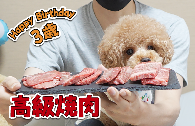 3歳の誕生日に黒毛和牛で高級焼肉パーティーしたら大変なことになりました！【トイプードル】