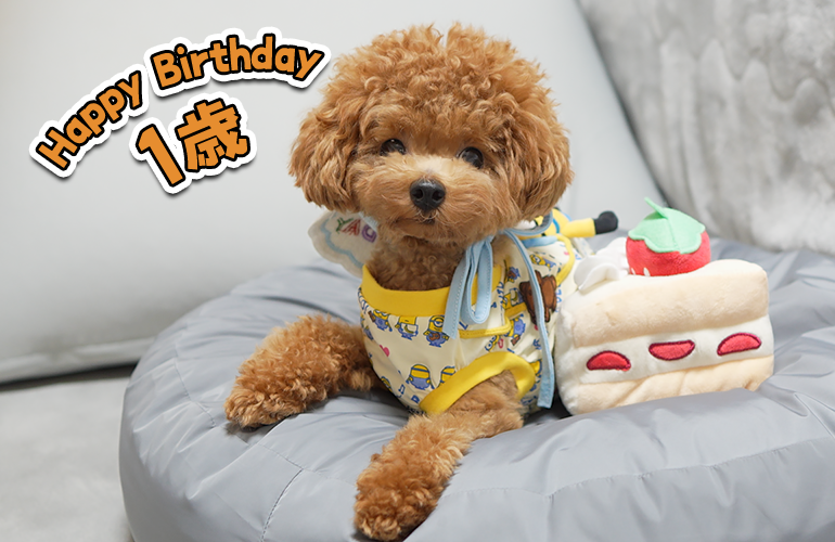 【祝1歳】はじめての誕生日！プレゼントとケーキに大興奮する子犬が可愛すぎました！
