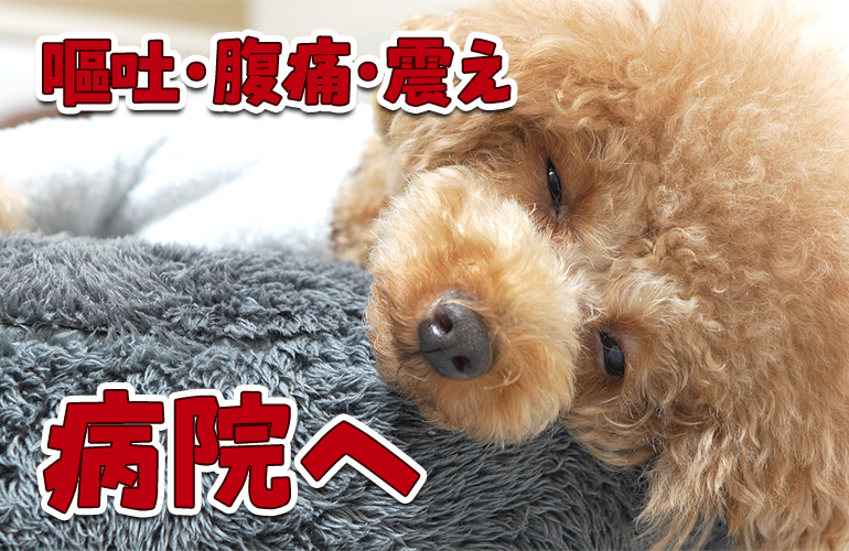 嘔吐・腹痛・震えが止まらない犬を急いで病院に連れていきました