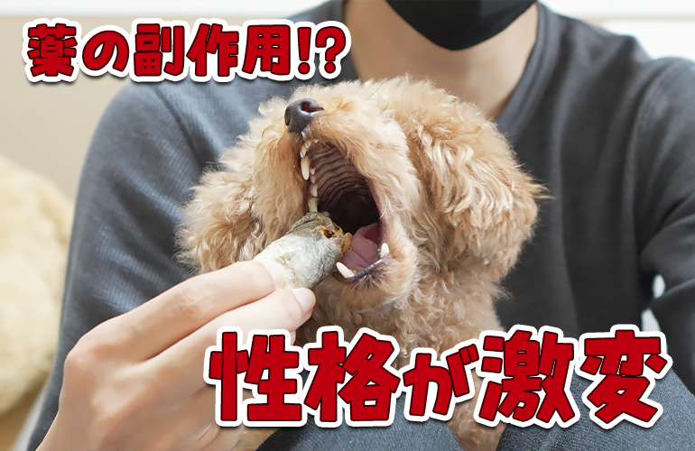 胃腸炎の影響か犬の性格が豹変しました！