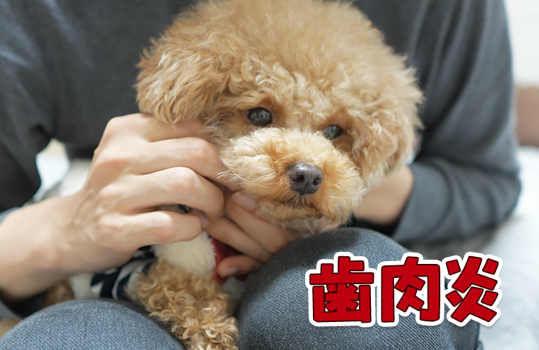 愛犬が歯肉炎になってしまいました…