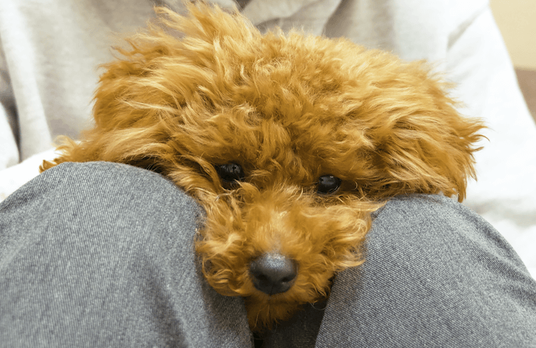 【犬の保育園】はじめて飼い主と離れて過ごした子犬の様子が…