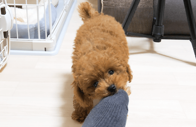 ぬいぐるみよりもなぜか飼い主の足に夢中なトイプードルの子犬