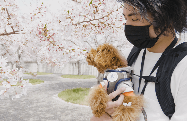 【Vlog】満開の桜と愛犬に癒やされる休日の午後【さくら広場・幕張】