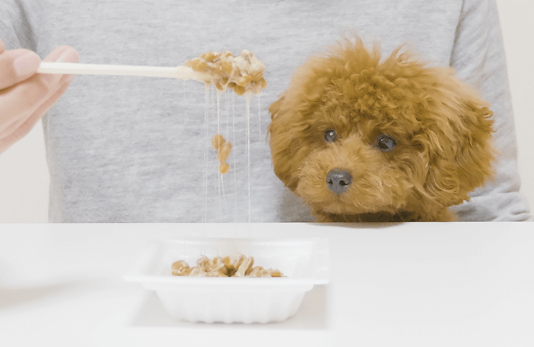 はじめて納豆を食べた子犬の反応がこちらです【トイプードル】