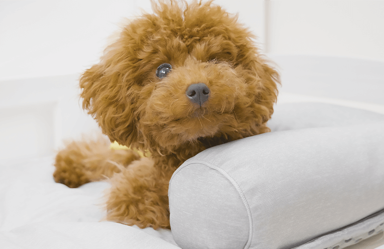 ニトリのNクール ペットゴロ寝マットの気持ちよさに気付いた子犬がこちら