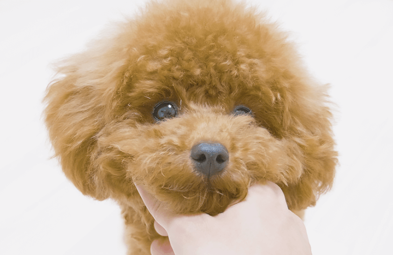 トリミングで過去最高に可愛くなった子犬がこちら【トイプードル】