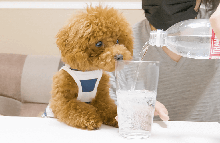 子犬が初めて炭酸水を見たときの反応がこちら【トイプードル】