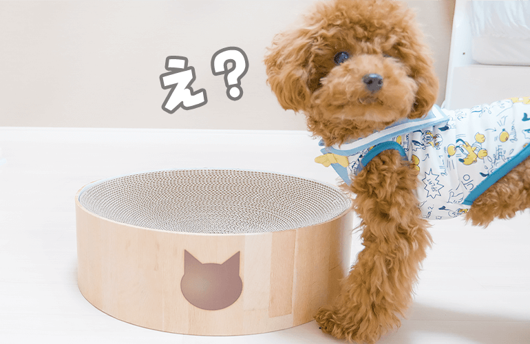 犬に猫用の爪とぎをプレゼントしたら…【トイプードル】