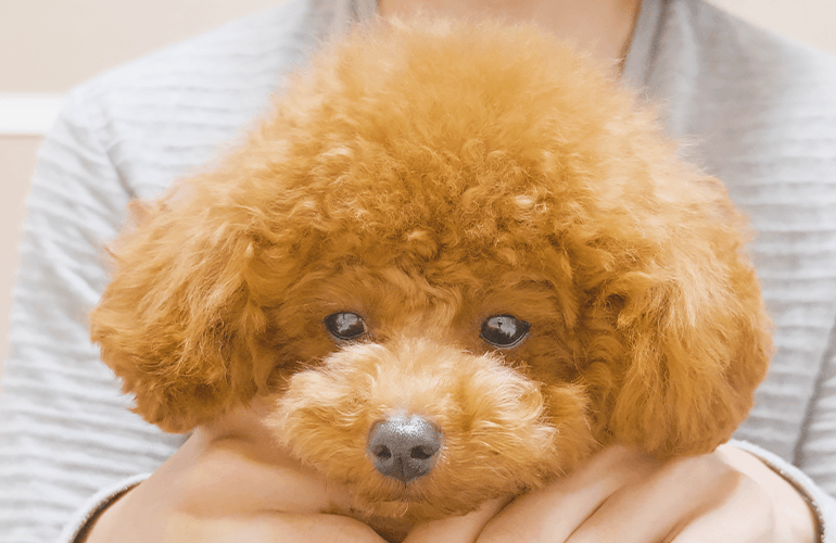 トリミング後に体力が0になった子犬【トイプードル】