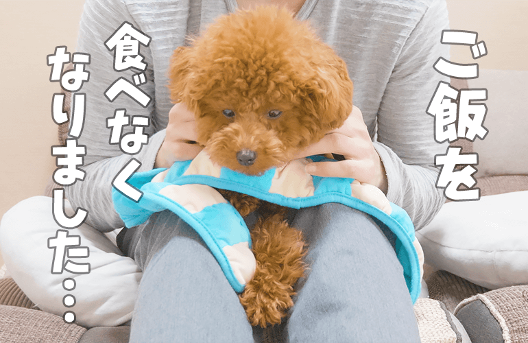 【悲報】愛犬が突然ご飯を食べなくなりました…【トイプードル】