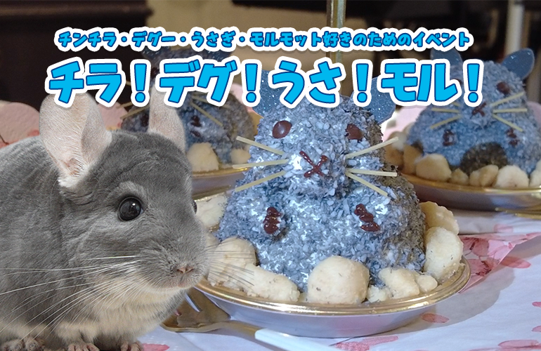 小動物イベント「チラ！デグ！うさ！モル！」に行ってきました