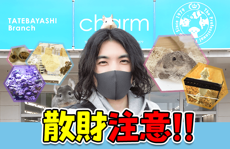 【Vlog】小動物飼いさんにもおすすめ！チャーム 館林店の品揃えがとにかく凄かった！