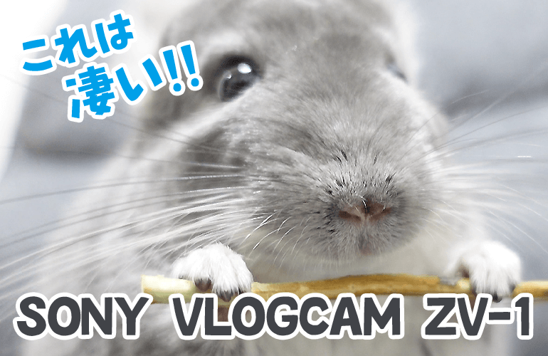 今話題のVlog専用カメラでチンチラとデグーを撮影したらクオリティが高すぎて感動！【SONY ZV-1 VLOGCAM】